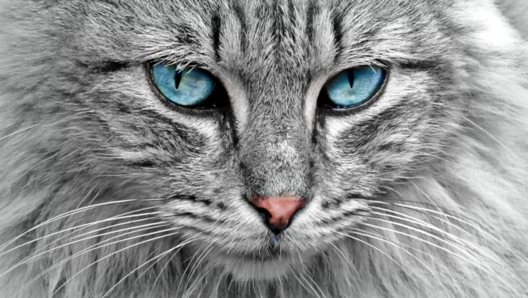 What animals make the best/worst pets?