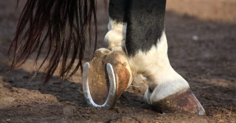 Why Do Horses Need Shoes?